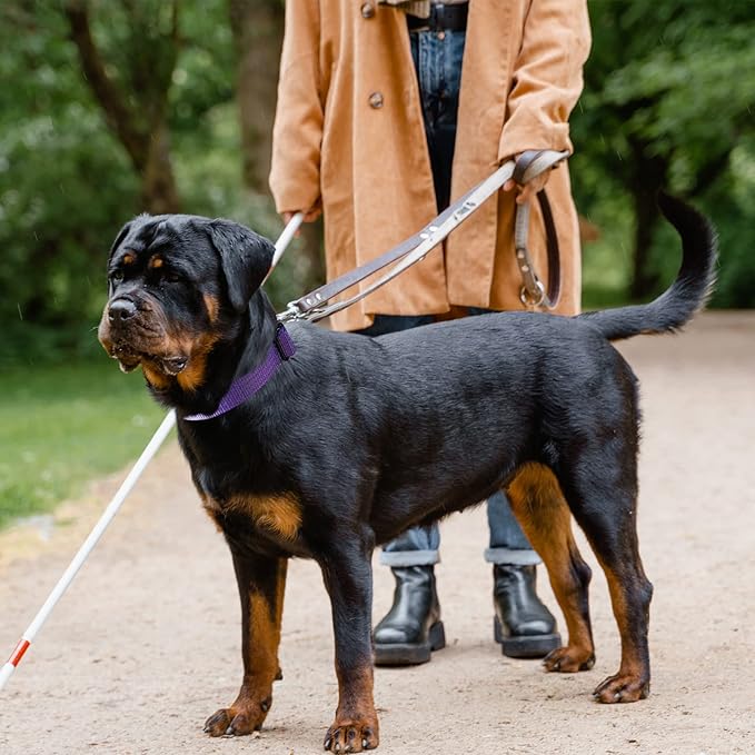 Martingale Collar for Training Dogs. Adjustable Reflective Dog Collars with Buckle- Prevents Slipping Out, for Medium Large XL Dogs. Helps with Strong pullers(S, Purple)
