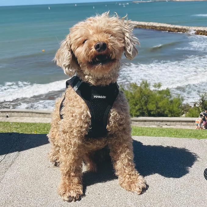 Voyager Step-in Air Dog Harness - All Weather Mesh, Reflective, No Pull Harness for Small, Medium Dogs, Cats - Secure with Hook & Loop Fastener, Buckle, Double D-Rings - Black, XXS