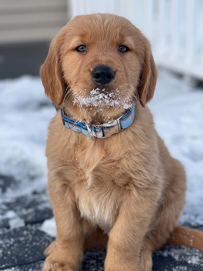 Lionet Paws Boy Dog Collar, Comfortable Adjustable Cute Blue Plaid Collar with Metal Buckle for Male Dogs Gift, XLarge, Neck 16-26 inches