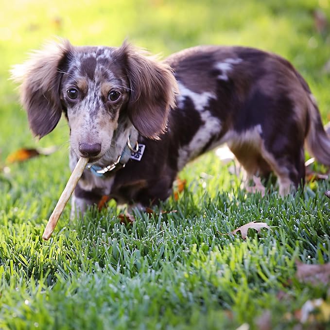 Collagen Sticks for Dogs Real Salmon 25ct - Long Lasting Dog Chew High Protein, Highly Digestable Bully Stick