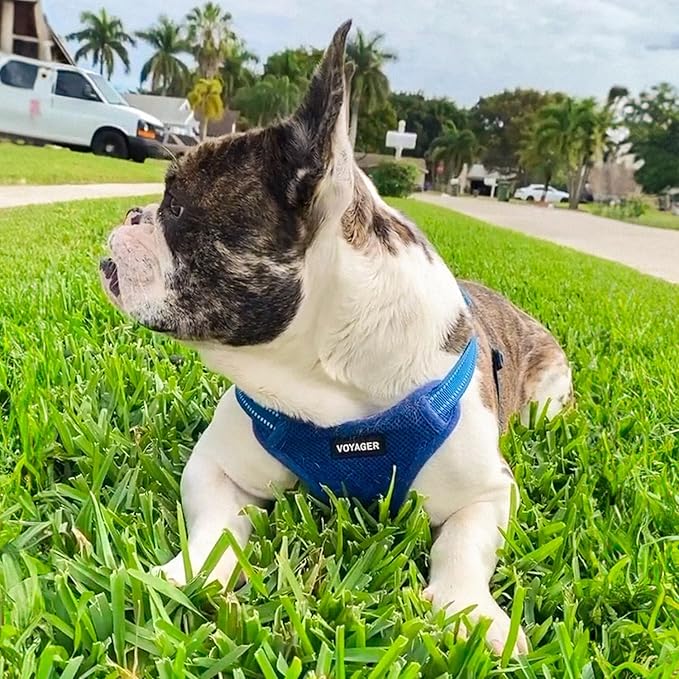 Best Pet Supplies Voyager Adjustable Dog Harness Leash Set with Reflective Stripes for Walking Heavy-Duty Full Body No Pull Vest with Leash D-Ring, Breathable All-Weather - Harness (Royal Blue), M