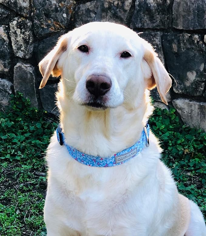 Lucky Love Dog Dog Collar, Leash Set Small, Medium, Large, Premium, Cute and Adjustable Collars for Male and Female Dogs, Winterblue Combo, Small