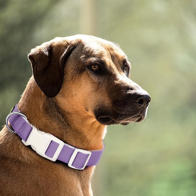 Plutus Pet Cotton Dog Collar, Heavy Duty Collar with Soft Padding, Adjustable and Comfortable for Small Medium and Large Dogs, Purple, L