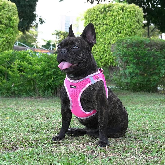 AMTOR Small Dog Harness with Leash Set, No Escape Easy Walk Puppy Harnesses for Training Walking, Step-in Reflective Soft Dogs Vest for XS S Medium Extra-Small Large Sized Dog(Fuchsia,XXS)