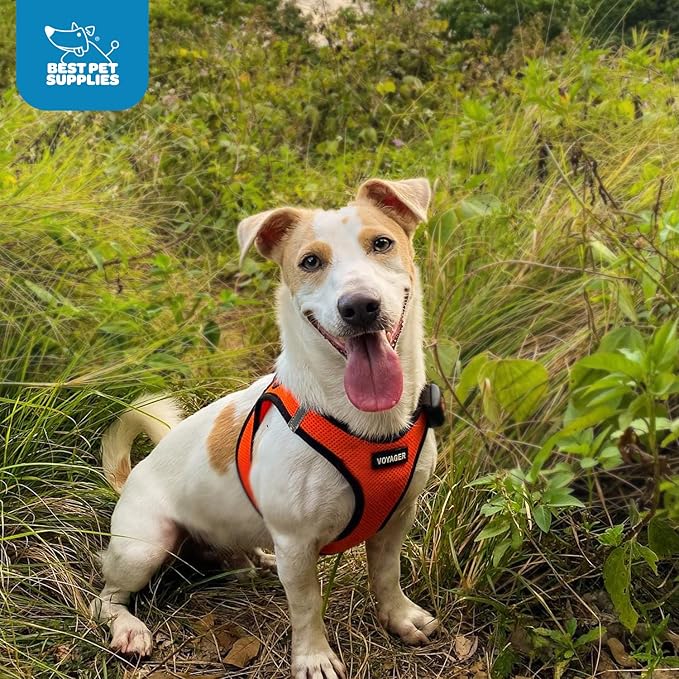 Voyager Step-In Air Dog Harness - All Weather Mesh, Reflective, No Pull Harness for Small, Medium Dogs, Cats - Secure with Hook & Loop Fastener, Buckle, Double D-Rings - Orange/Black Trim, L