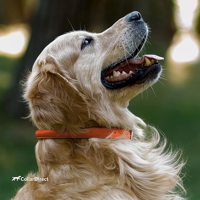 CollarDirect Rolled Leather Dog Collar, Soft Padded Round Puppy Collar, Handmade Genuine Leather Collar Dog Small Large Cat Collars 13 Colors (15-18 Inch, Orange Textured)