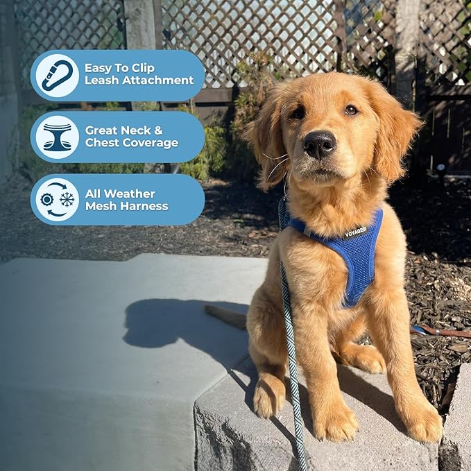 Voyager Step-in Air Dog Harness - All Weather Mesh, Reflective, No Pull Harness for Small, Medium Dogs, Cats - Secure with Hook & Loop Fastener, Buckle, Double D-Rings - Royal Blue, L