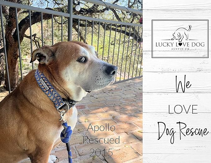 Lucky Love Dog Wide Dog Collar - Adjustable, Durable, Soft Webbing, & Comfortable 1.5 inch Wide Collar for Dogs Male and Female - in Murphy Pattern with Strong Buckle, Medium Size