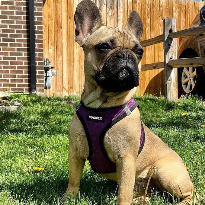 Voyager Step-in Air Dog Harness - All Weather Mesh, Reflective, No Pull Harness for Small, Medium Dogs, Cats - Secure with Hook & Loop Fastener, Buckle, Double D-Rings - Purple/Black Trim, XXS