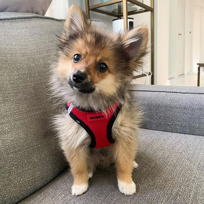 Voyager Step-in Air Dog Harness - All Weather Mesh, Reflective, No Pull Harness for Small, Medium Dogs, Cats - Secure with Hook & Loop Fastener, Buckle, Double D-Rings - Red/Black Trim, S