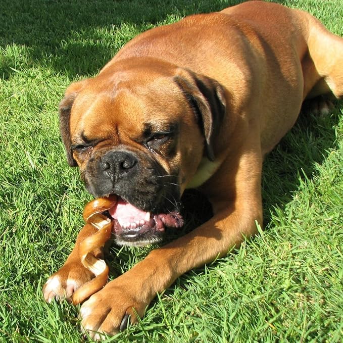 Pawstruck All-Natural 6" Bully Stick Springs for Dogs - Fun Challenging Rawhide Free 100% Beef Single Ingredient Chew Treat Bones - Fully Digestible Low Odor - 3 Pack - Packaging May Vary