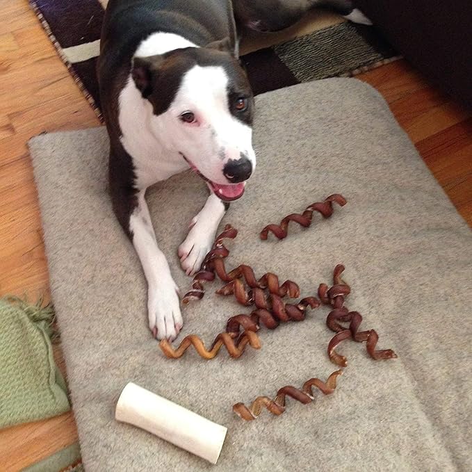 Pawstruck All-Natural 6" Bully Stick Springs for Dogs - Fun Challenging Rawhide Free 100% Beef Single Ingredient Chew Treat Bones - Fully Digestible Low Odor - 25 Pack - Packaging May Vary