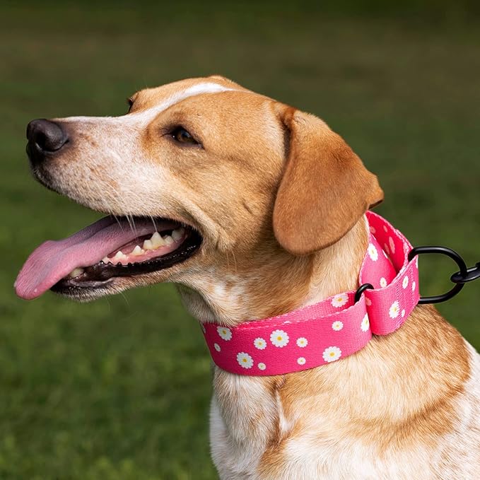 CollarDirect Martingale Collars for Dogs Heavy Duty Floral Pattern Female Safety Nylon Training Wide Collar Flower Design Large Medium (L, Neck Size 15"-20", Pink)