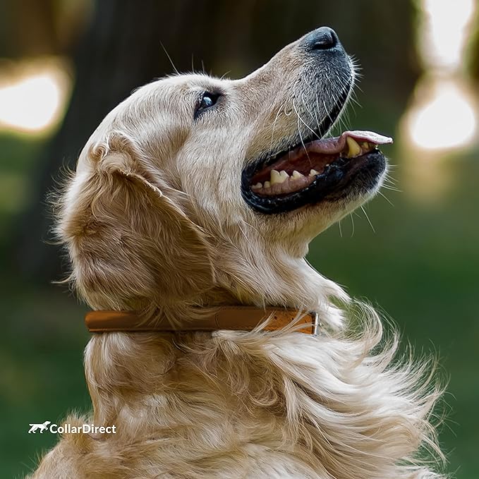 CollarDirect Rolled Leather Dog Collar, Soft Padded Round Puppy Collar, Handmade Genuine Leather Collar Dog Small Large Cat Collars 13 Colors (15-19 Inch, Cinnamon Textured)