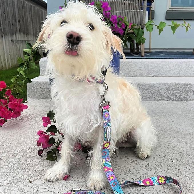 Lucky Love Dog Collar and Leash Combo, Cute Collar and Leash Set for Small Female Dogs, Part of Purchase Donated to Rescue (Small, Caroline, Combo)