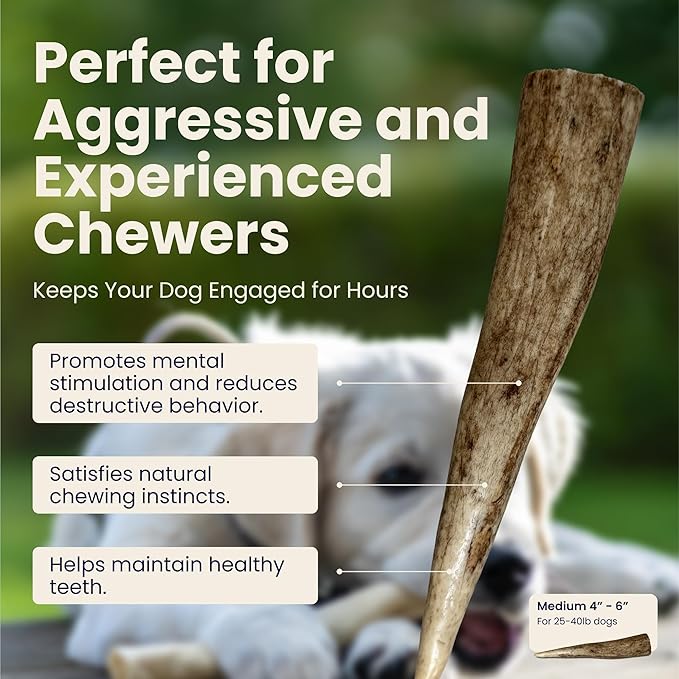 Medium 3 Pack Whole Elk Antlers for Dogs [Long Lasting] - Elk Bones for Dogs Humanely Sourced - Elk Horns for Dogs - Dog Elk Antler Chews - Antlers for Dogs Medium 25-40 Pounds