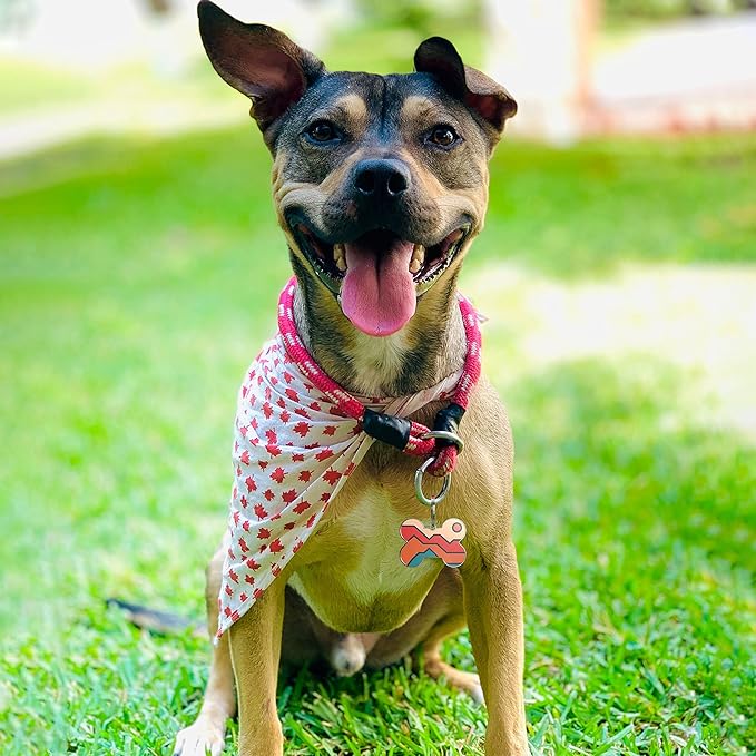 QR Code Dog Tag,Dog Tags Personalized for Pets, Custom Dog Name ID Tags Personalized Dog and Cat Tags -Free Online&Scan QR Receive Instant Location Alert Email