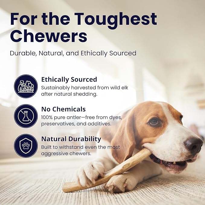 Medium 3 Pack Whole Elk Antlers for Dogs [Long Lasting] - Elk Bones for Dogs Humanely Sourced - Elk Horns for Dogs - Dog Elk Antler Chews - Antlers for Dogs Medium 25-40 Pounds
