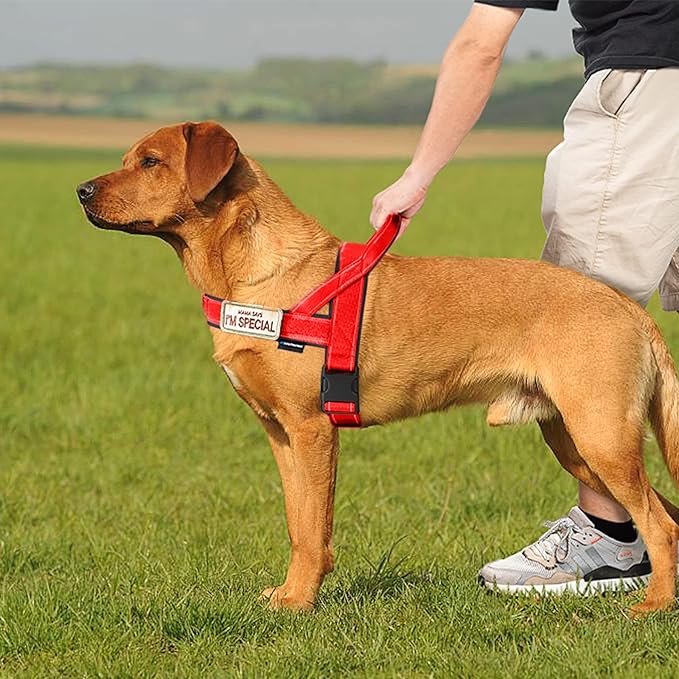 Annchwool No Pull Dog Harness with Soft Padded Handle,Reflective Strip Escape Proof and Quick Fit to Adjust Dog Harness,Easy for Training Walking for Small & Medium and Large Dog(Red,S)