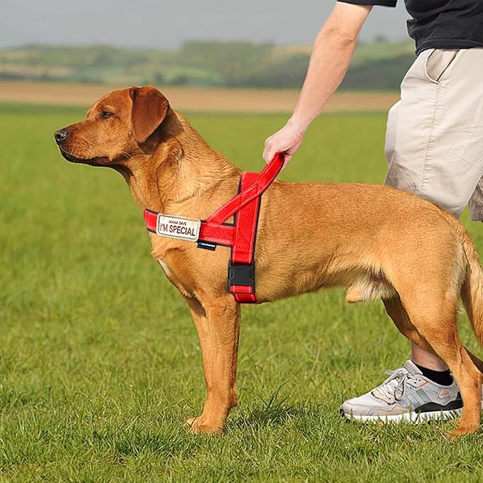 Annchwool No Pull Dog Harness with Soft Padded Handle,Reflective Strip Escape Proof and Quick Fit to Adjust Dog Harness,Easy for Training Walking for Small & Medium and Large Dog(Red,L)