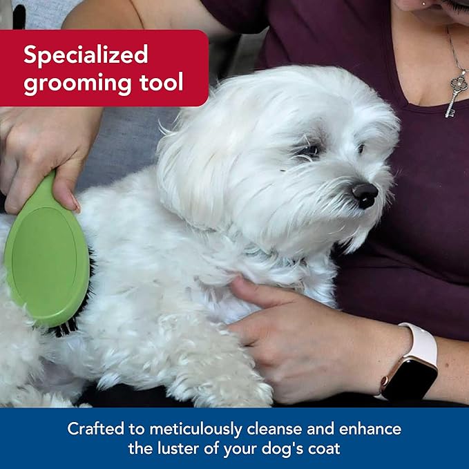 Coastal Pet Safari Bristle Dog Brush, Brush, Small (8" L x 2" W)