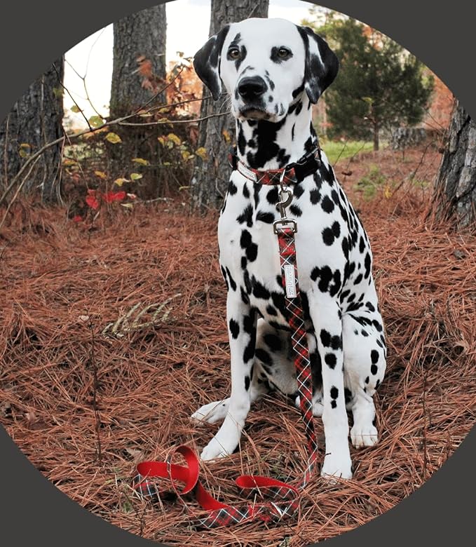 Lucky Love Dog Collar and Leash Set, Beautiful Evergreen Dog Collar, Vivid Berry Plaid Dog Collar for Boy and Girl Dogs - (Medium, Heywood Combo)