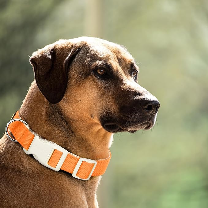 Plutus Pet Cotton Dog Collar, Heavy Duty Collar with Soft Padding, Adjustable and Comfortable for Small Medium and Large Dogs, Orange, XS