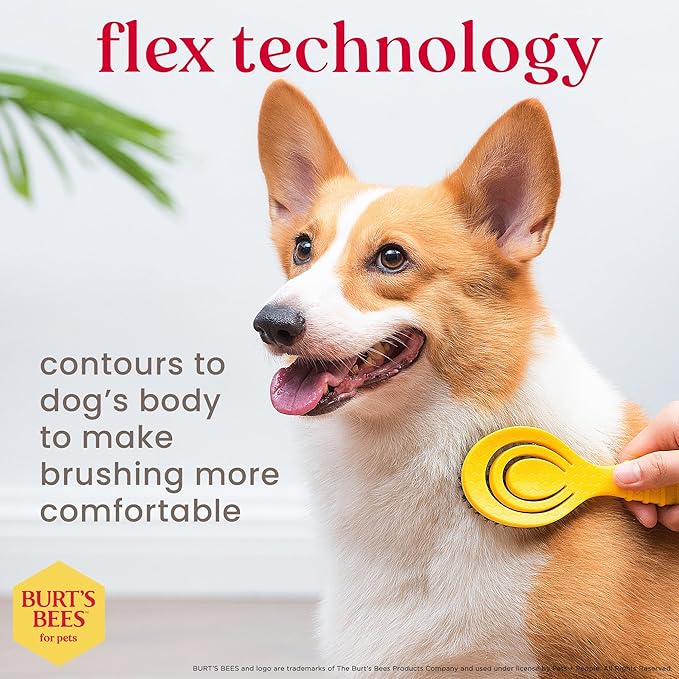 Burt’s Bees for Pets Porcupine Bristle Brush for Puppies and Small Dogs with Handle Made from Recycled Plastics Collected from Coastal Communities | Flex-head Grooming Brush for Dogs