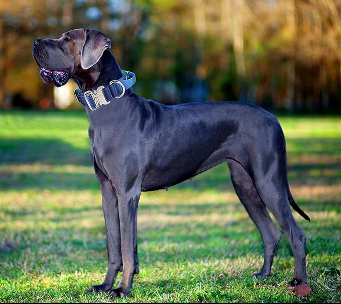 Tactical Military Dog Collar, Strong Heavy Duty Dog Collar, Wide Thick Dog Collar with Handle, Soft Neoprene Padded Collar with Quick Release Metal Buckle for Medium Large Dogs (Blue, M)