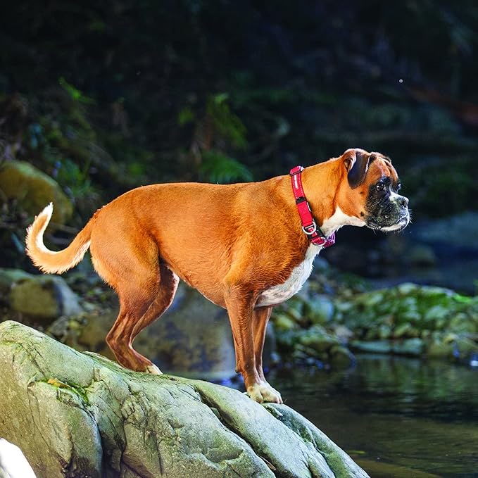 EzyDog Double Up Premium Nylon Dog Collar with Reflective Stitching - Double D-Rings for Superior Strength, Safety, and Comfortability - Non-Rusting, Includes an ID Attachment (XL, Gray)