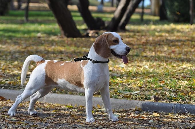 Braided Rope Collar, Training Dog Collar, Round Martingale Collar, Slip Collar with Adjustable Stopper and Slidable Stop Ring - Ideal for Medium Dogs (M(1/3") - 18" Long, Black)