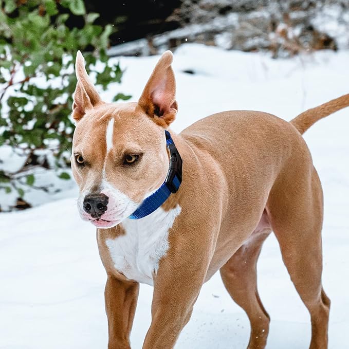 Martingale Collar for Training Dogs. Adjustable Reflective Dog Collars with Buckle- NO Pull-Prevents Slipping Out, for Medium Large XL Dogs. Helps with Strong pullers (M, Blue)
