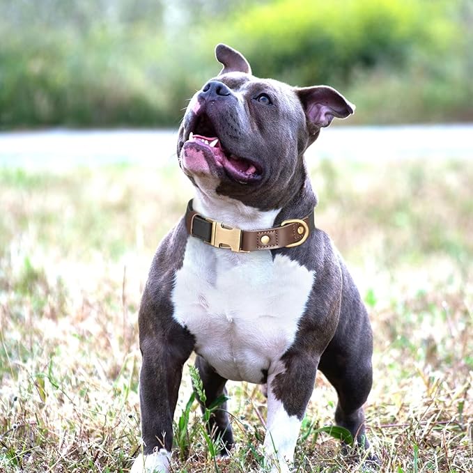 Didog Soft Padded Leather Dog Collars for Medium Dogs, Classic Heavy Duty Dog Collars with Quick Release Metal Buckle, Adjustable Medium Dog Collar Leather,Black,M