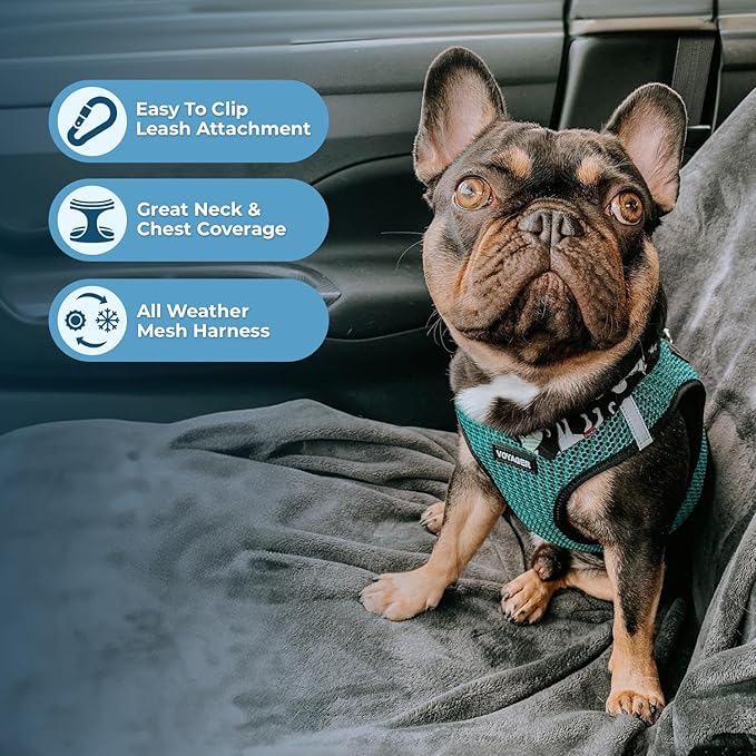 Voyager Step-in Air Dog Harness - All Weather Mesh, Reflective, No Pull Harness for Small, Medium Dogs, Cats - Secure with Hook & Loop Fastener, Buckle, Double D-Rings - Turquoise 2-Tone, M