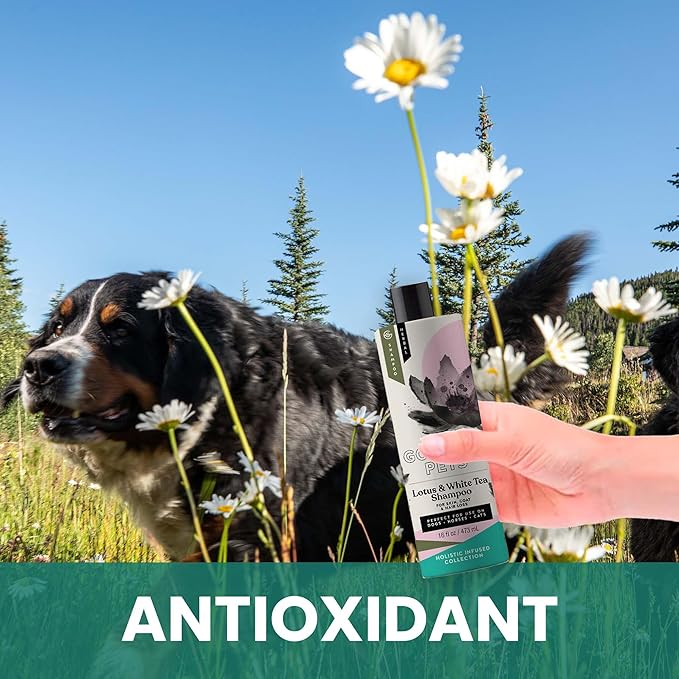 Holistic Natural Derived Lotus and White Tea Pet Shampoo: Veterinarian Recommended - Remove Dirt, Cleanse and Restore Your Dog, Cat or Horse Coat - Made in USA - 16 oz