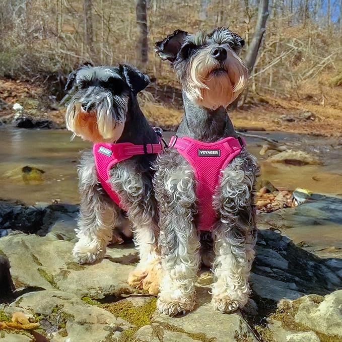 Best Pet Supplies Voyager Adjustable Dog Harness Leash Set with Reflective Stripes for Walking Heavy-Duty Full Body No Pull Vest with Leash D-Ring, Breathable All-Weather - Harness (Fuchsia), XS