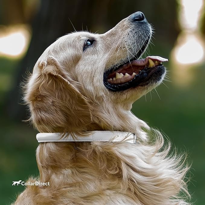 CollarDirect Rolled Leather Dog Collar, Soft Padded Round Puppy Collar, Handmade Genuine Leather Collar Dog Small Large Cat Collars 13 Colors (15-19 Inch, White Textured)