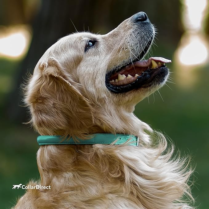 CollarDirect Rolled Leather Dog Collar, Soft Padded Round Puppy Collar, Handmade Genuine Leather Collar Dog Small Large Cat Collars 13 Colors (18-22 Inch, Mint Green Textured)