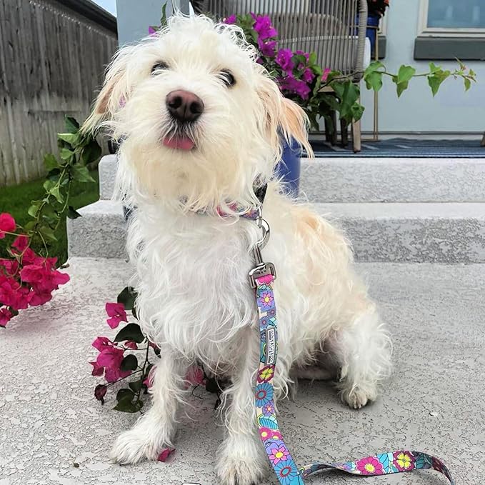 Lucky Love Dog Collars, Cute Girl Collars, Small Medium Large Female Collars, Part of Purchase Donated to Rescue (Extra Large, Caroline, Combo)