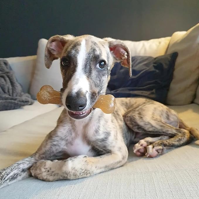 Nylabone Teething Puppy Chew Starter Kit, Two Puppy Chew Toys and Puppy Chew Treat, Puppy Supplies, Chicken & Bacon Flavor, Small/Regular (3 Count)