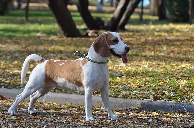 Braided Collar, Pro Training Dog Collar, No Pull Round Collar, Slip Collar with Slidable Stop Ring - Ideal for Small Medium Dogs (M- (1/3") - 18" Long, Dark Green)