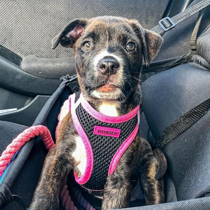 Voyager Step-in Air Dog Harness - All Weather Mesh, Reflective, No Pull Harness for Small, Medium Dogs, Cats - Secure with Hook & Loop Fastener, Buckle, Double D-Rings - Black/Pink Trim, S