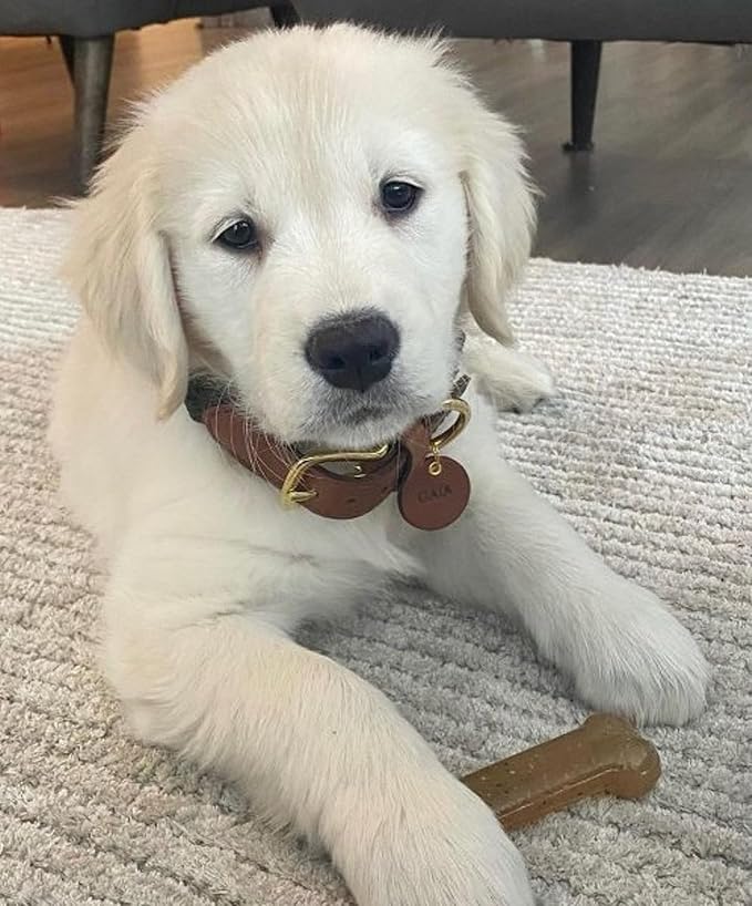 Nylabone Teething Puppy Chew Starter Kit, Two Puppy Chew Toys, Puppy Supplies, Peanut Butter & Chicken Flavor, X-Small/Petite (2 Count)