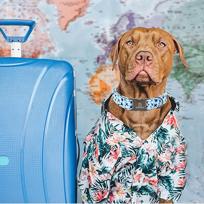 Lionheart glory Dog Collar, Blue Dog Collar Boy Dog Collars Heavy Duty Adjustable Collar for Small Dogs Pet Gift