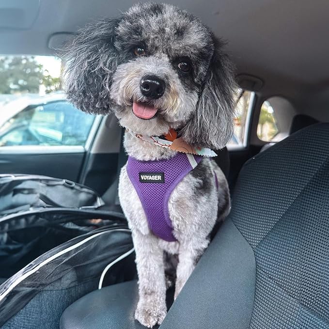 Voyager Step-in Air Dog Harness - All Weather Mesh, Reflective, No Pull Harness for Small, Medium Dogs, Cats - Secure with Hook & Loop Fastener, Buckle, Double D-Rings - Purple, XXS