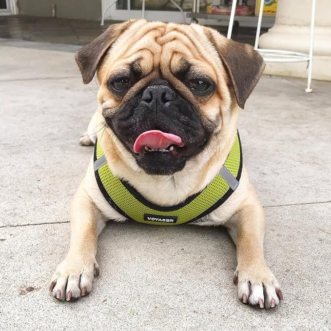 Voyager Step-in Air Dog Harness - All Weather Mesh, Reflective, No Pull Harness for Small, Medium Dogs, Cats - Secure with Hook & Loop Fastener, Buckle, Double D-Rings - Lime Green/Black Trim, M