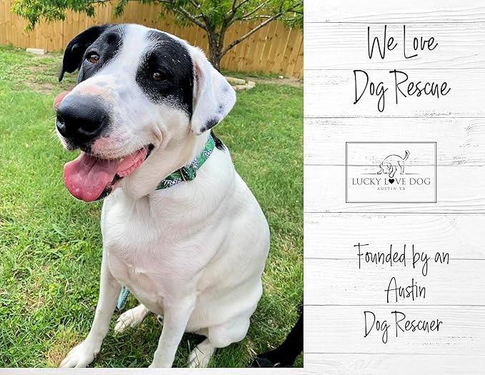 Lucky Love Dog Martingale Collar and Leash Set, Premium No Slip Martingale Collar for Small Boy Dogs, Great for Whippets, Greyhounds, and More (Small, Blue Laguna - Combo)