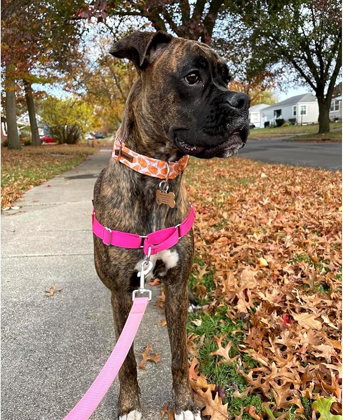 Lionheart glory Halloween Dog Collars Pumpkin Dog Collar Heavy Duty Adjustable Fall Dog Collar for Medium Collar Dog Female or Male Dog Collar