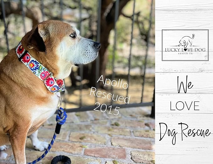 Lucky Love Dog Wide Martingale Dog Collar - No-Slip, Durable, & Soft Webbing 1.5 inch Martingale Collar for Dogs Male and Female - Ideal for Training & Walking, Stylish Ladybird Pattern, Medium Size