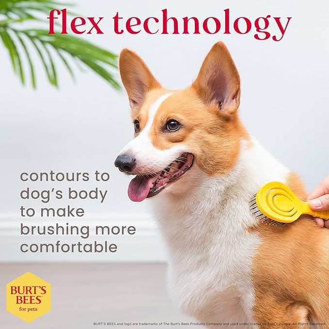 Burt's Bees for Pets Detangling Pin Brush for Puppies and Small Dogs | Handle Made from Recycled Plastics Collected from Coastal Communities | Dog Brush Removes Tangles and Loosens Light Matting